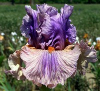 /album/a47/colorful-reverse-seedling-from-george-sutton-possible-2016-introduction-jpg/